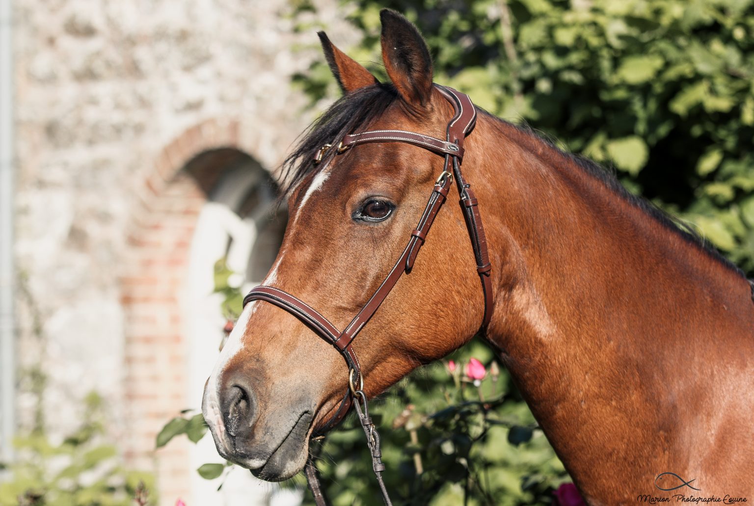 9 tr s Bonnes Raisons D avoir Un Cheval Bai Equestrian News