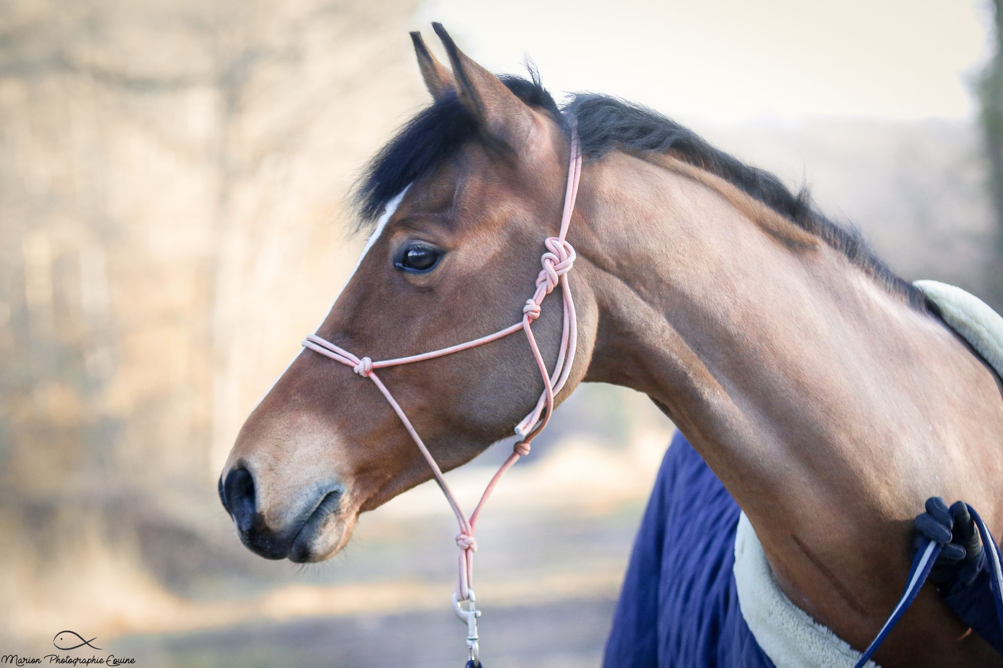 9 (très bonnes) raisons d'avoir un cheval bai Equestrian News
